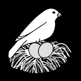 nest / bird nest